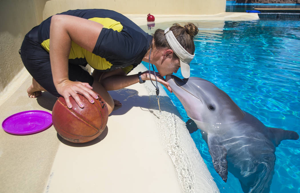 Coco, a one-year-old bottlenose dolphin, works with dolphin care specialist Sandy Jabas at Siegfried & Roy's Secret Garden and Dolphin Habitat on Tuesday, July 17, 2018, at The Mirage hotel-ca ...