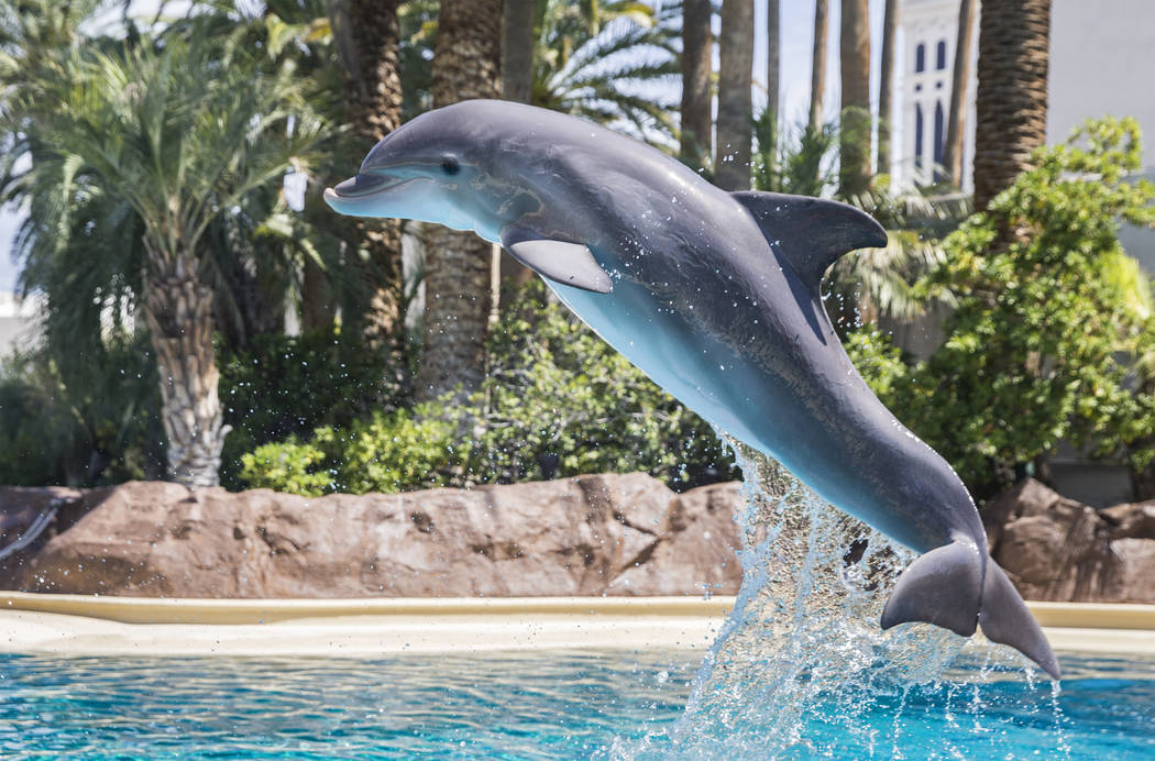 Coco, a one-year-old bottlenose dolphin, leaps in the air while working with her dolphin care specialist at Siegfried & Roy's Secret Garden and Dolphin Habitat on Tuesday, July 17, 2018, at Th ...