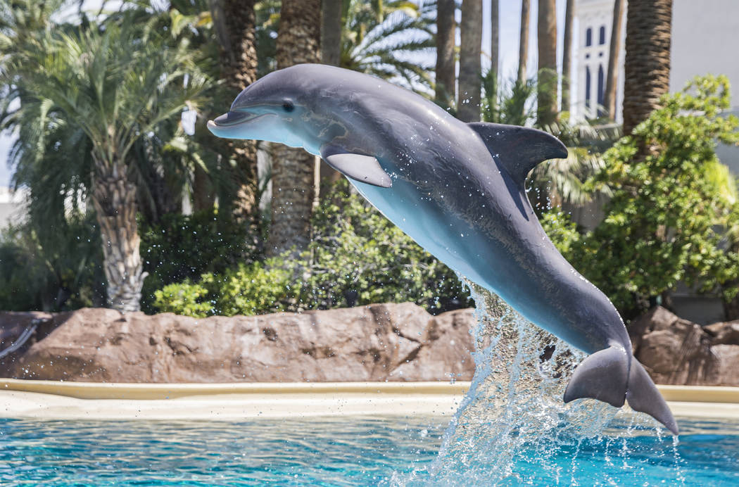 Las Vegas Strip dolphins have new home at Sea World, Kats, Entertainment