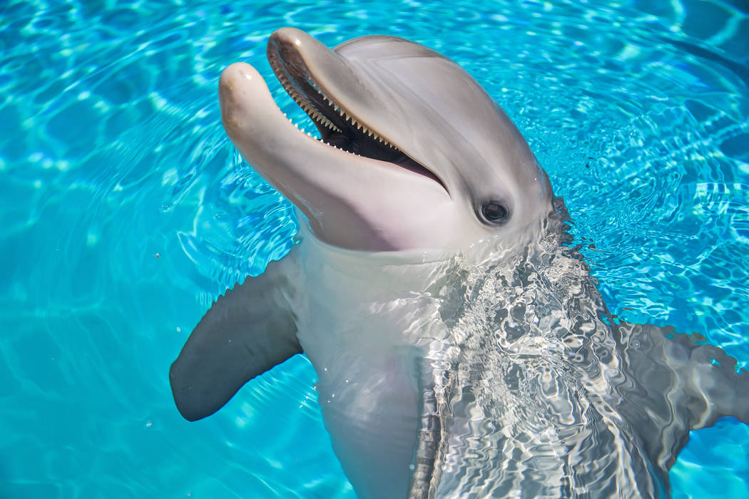 Coco, a one-year-old bottlenose dolphin, celebrated her first birthday on Tuesday, July 17, 2018, at Siegfried & Roy's Secret Garden and Dolphin Habitat, at The Mirage hotel-casino, in Las Veg ...