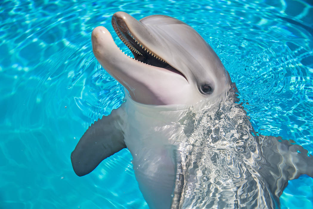 Coco, a one-year-old bottlenose dolphin, celebrated her first birthday on Tuesday, July 17, 2018, at Siegfried & Roy's Secret Garden and Dolphin Habitat, at The Mirage hotel-casino, in Las Veg ...