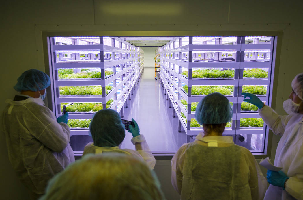 New plant factory to supply Las Vegas Strip with fresh produce | Las Vegas  Review-Journal