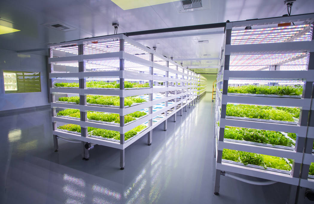 A variety of Evercress produce grows at Oasis Biotech, an indoor farming company, in Las Vegas on Wednesday, July 18, 2018. Chase Stevens Las Vegas Review-Journal @csstevensphoto