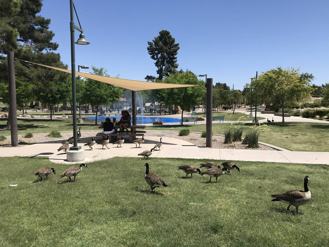 Craig Ranch Regional Park. Jeff Mosier Las Vegas Review-Journal.