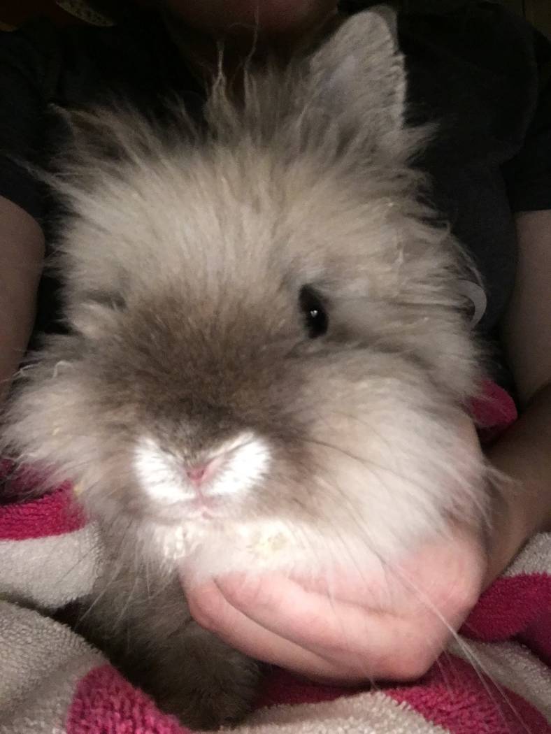 Las Vegas sanctuary looking for homes after rabbit population boom