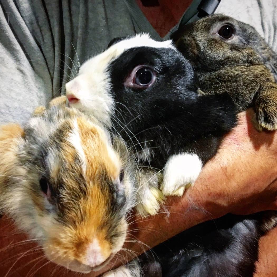 Las Vegas sanctuary looking for homes after rabbit population boom