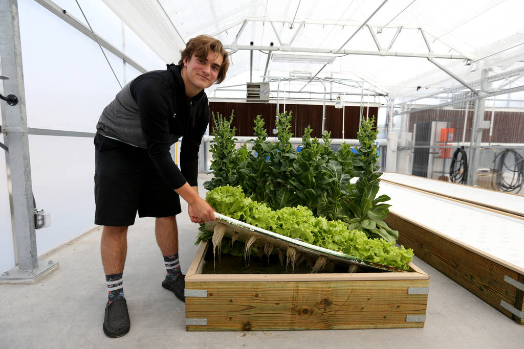 Senior Zac McPherson, 17, shows wet roots from lettuce grown in a hydroponic system in Williams Research Greenhouse at Faith Lutheran Middle School and High School in Las Vegas Friday, Aug. 10, 20 ...