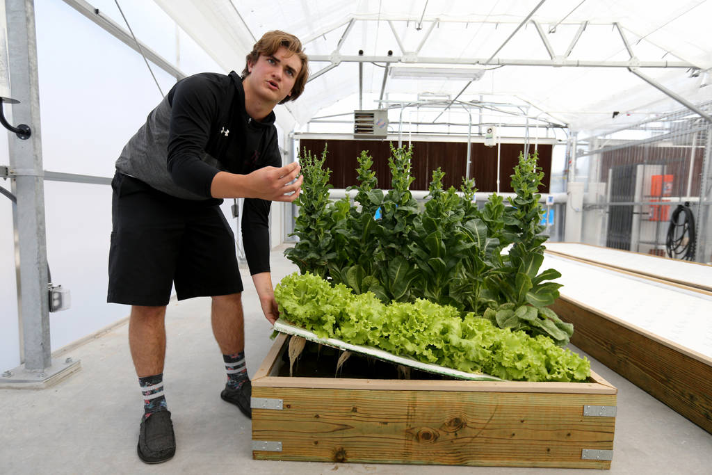 Senior Zac McPherson, 17, shows wet roots from lettuce grown in a hydroponic system in Williams Research Greenhouse at Faith Lutheran Middle School and High School in Las Vegas Friday, Aug. 10, 20 ...