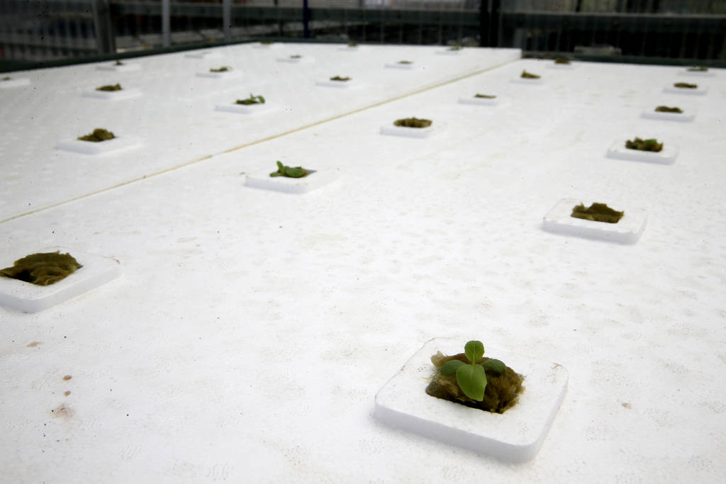 Lettuce is grown in a raft system in Williams Research Greenhouse in Williams Research Greenhouse at Faith Lutheran Middle School and High School in Las Vegas Friday, Aug. 10, 2018. K.M. Cannon La ...