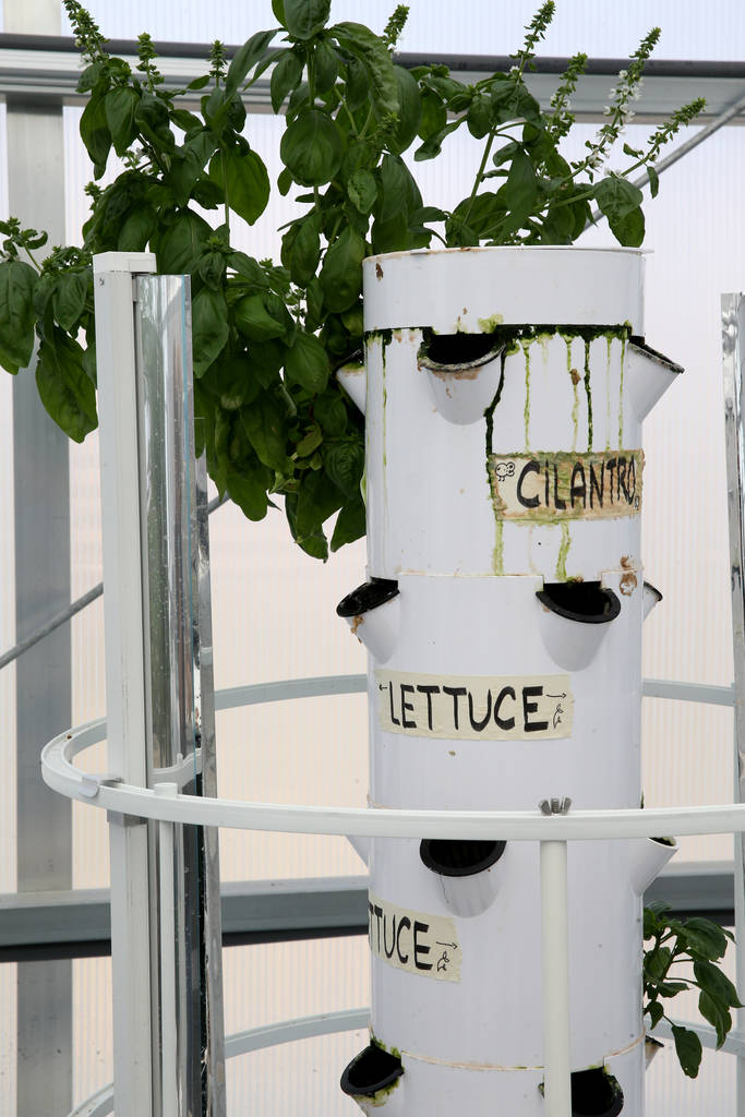 Produce is grown in a tower garden in Williams Research Greenhouse at Faith Lutheran Middle School and High School in Las Vegas Friday, Aug. 10, 2018. K.M. Cannon Las Vegas Review-Journal @KMCanno ...