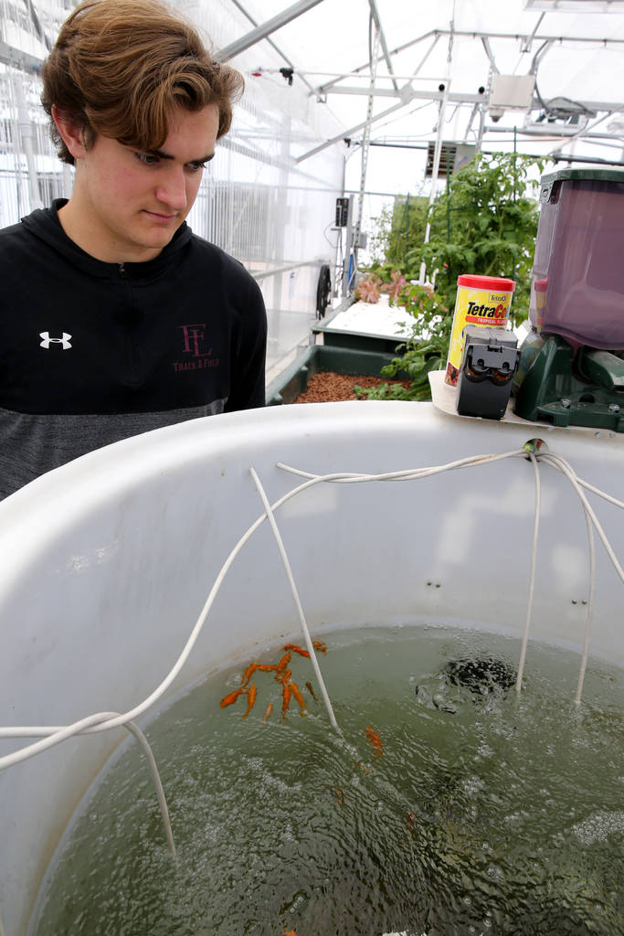 Senior Zac McPherson, 17, shows an aquaponic system where fish provide the fertilizer in Williams Research Greenhouse at Faith Lutheran Middle School and High School in Las Vegas Friday, Aug. 10, ...