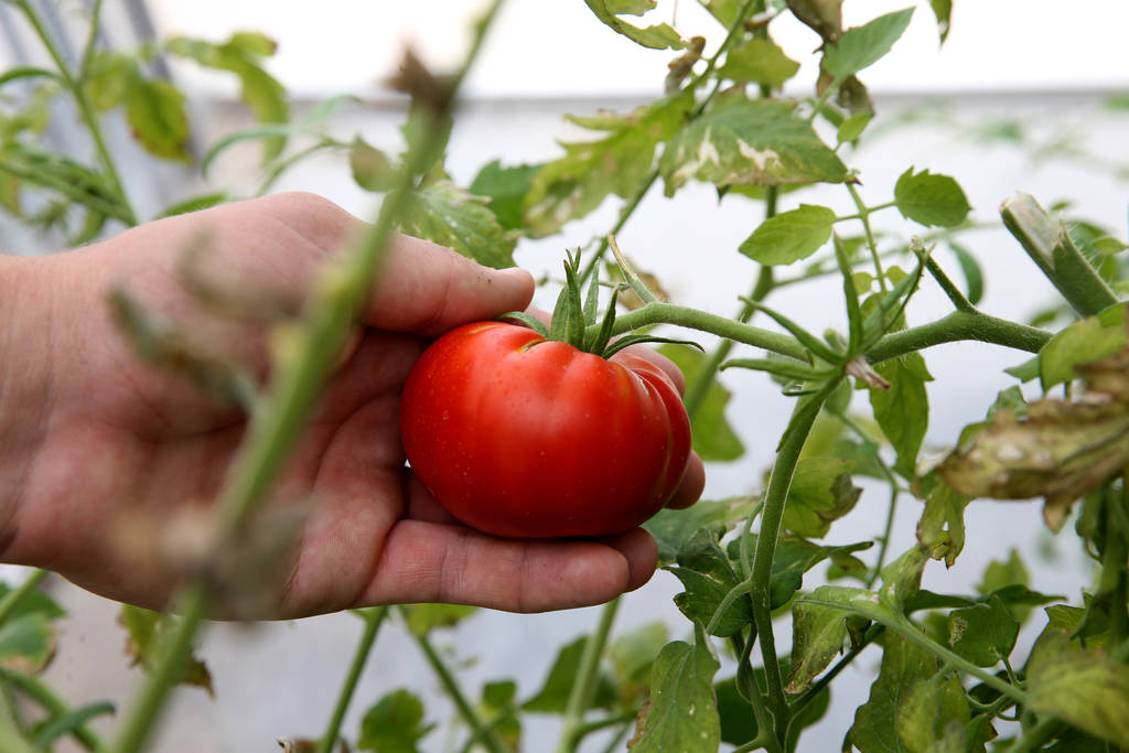 Senior Zac McPherson, 17, shows a tomato grown in Williams Research Greenhouse at Faith Lutheran Middle School and High School in Las Vegas Friday, Aug. 10, 2018. K.M. Cannon Las Vegas Review-Jour ...