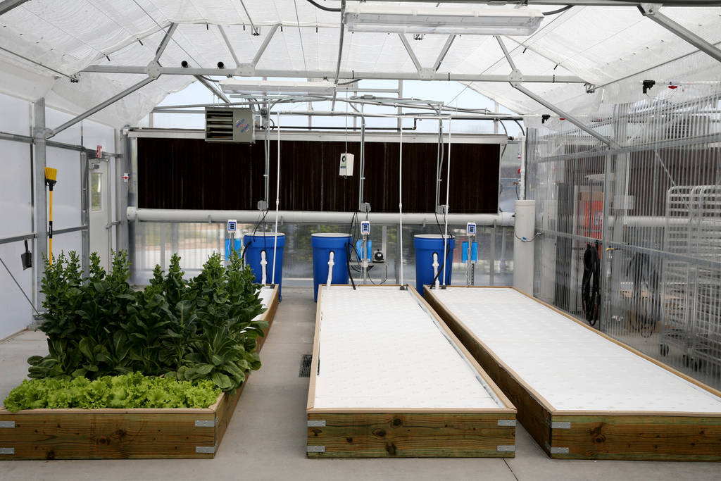 Lettuce is grown in a raft system in Williams Research Greenhouse at Faith Lutheran Middle School and High School in Las Vegas Friday, Aug. 10, 2018. K.M. Cannon Las Vegas Review-Journal @KMCannon ...