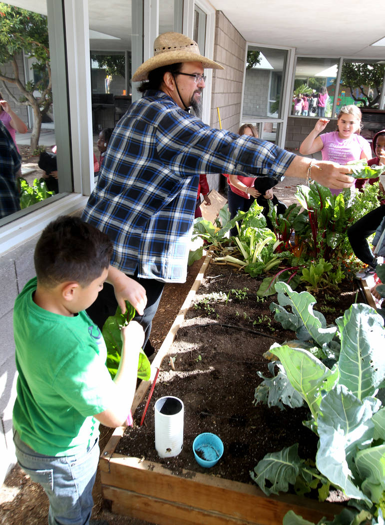 Enrique Garcia with Garden Farms hands out Ruby Red chard to third-grade students at Woolley Elementary School in the Las Vegas school's garden Monday, Feb. 12, 2018. K.M. Cannon Las Vegas Review- ...