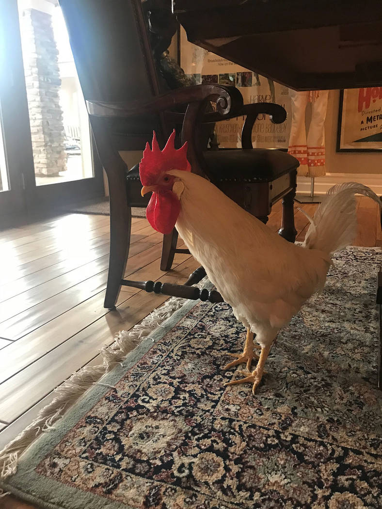 Homeowner Catherine Hickland's pet rooster, Nugget, has free reign of the house. (Tonya Harvey Real Estate Millions)