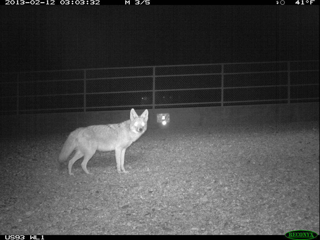 A motion-sensitive camera catches a coyote crossing a wildlife bridge over U.S. Highway 93 in Arizona east of Hoover Dam in an undated photo. Arizona Game and Fish Department