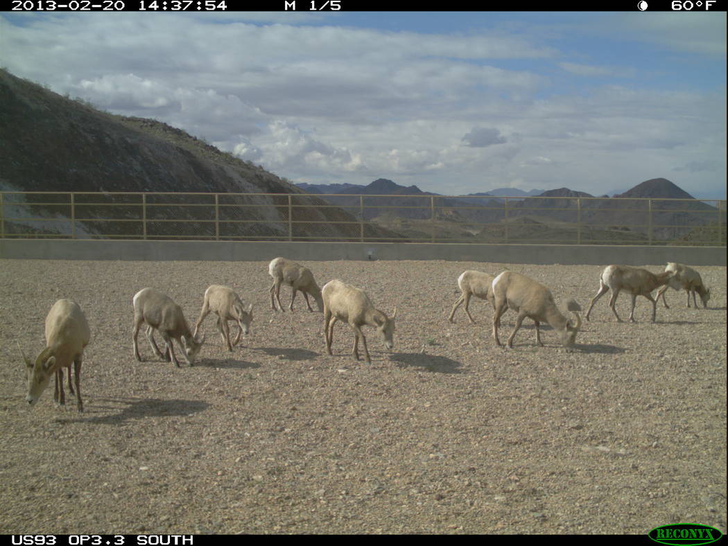 A herd of desert bighorn sheep grazes its way over U.S. Highway 93 in Arizona east of Hoover Dam using one of three wildlife bridges opened in 2011. Arizona Game and Fish Department