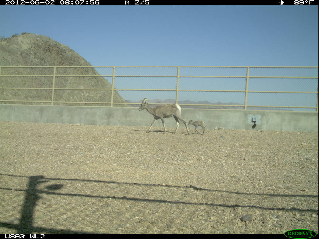 A bighorn ewe and lamb cross a wildlife bridge over U.S. Highway 93 in Arizona east of Hoover Dam in an undated photo captured by an automated, motion-sensitive camera. Arizona Game and Fish Depar ...