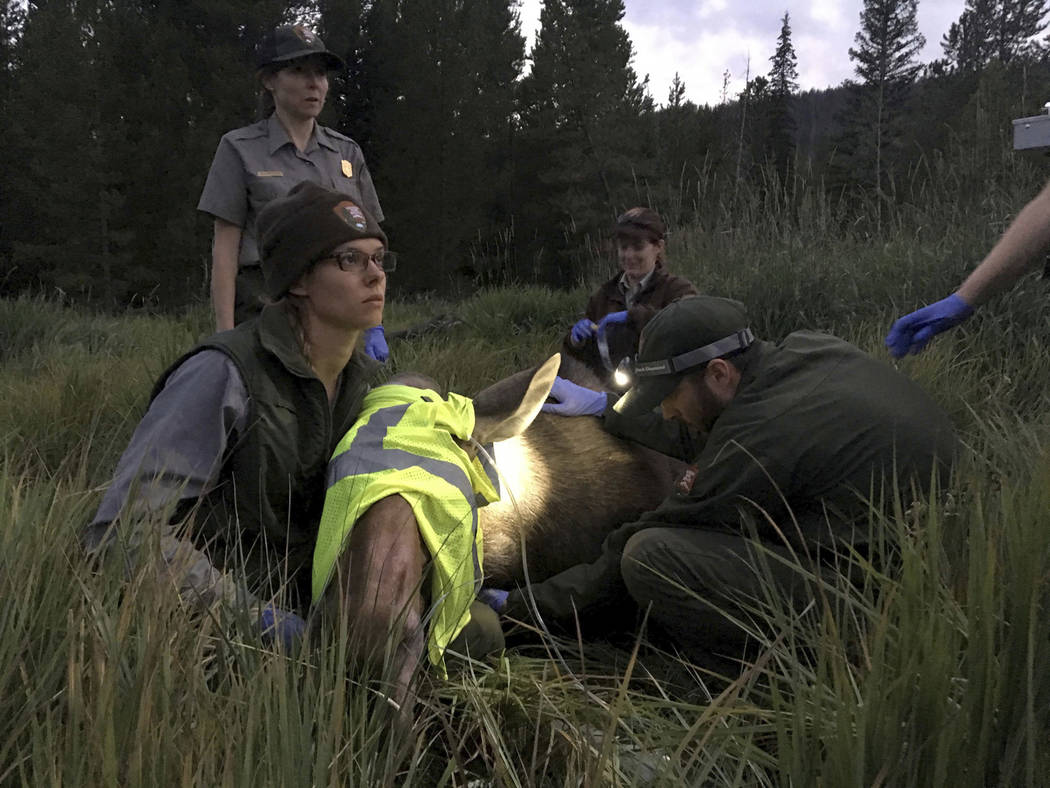 Moose population surges at Colorado national park Las Vegas Review