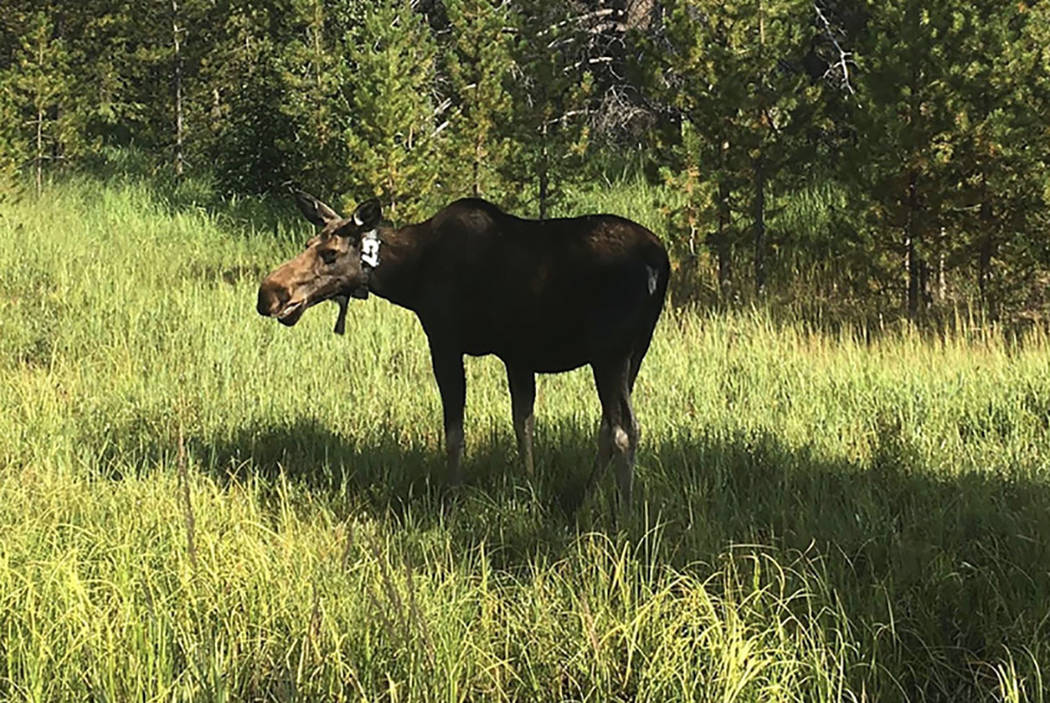 Moose population surges at Colorado national park Las Vegas Review