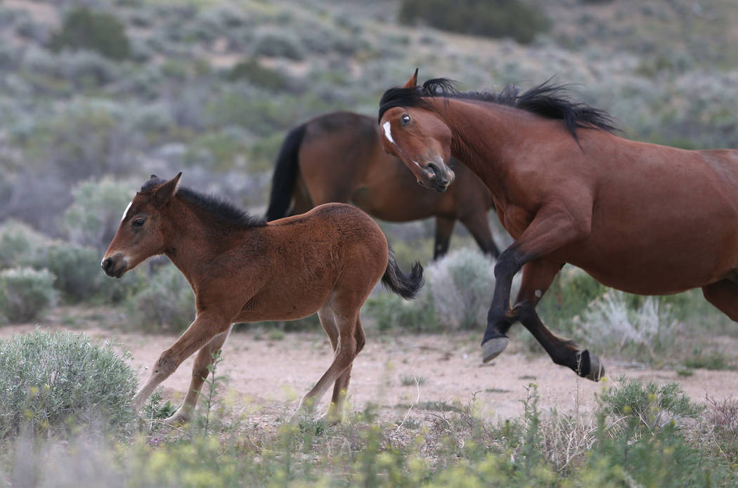 A herd of wild horses play in Mound House on Tuesday, April 26, 2016. (Cathleen Allison/Las Vegas Review-Journal)