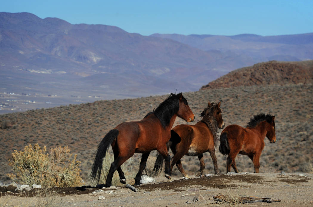 Wild horses are seen during a BLM tour in the Pine Nut Mountains just outside of Dayton in 2015. (Jason Bean/The Reno Gazette-Journal via AP, File)