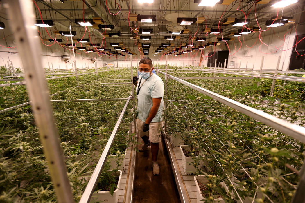 Exhale Nevada marijuana dispensary director of cultivation Abraham Ballantine checks one of the grow rooms at his Las Vegas facility, Thursday, June 28, 2018. K.M. Cannon Las Vegas Review-Journal ...