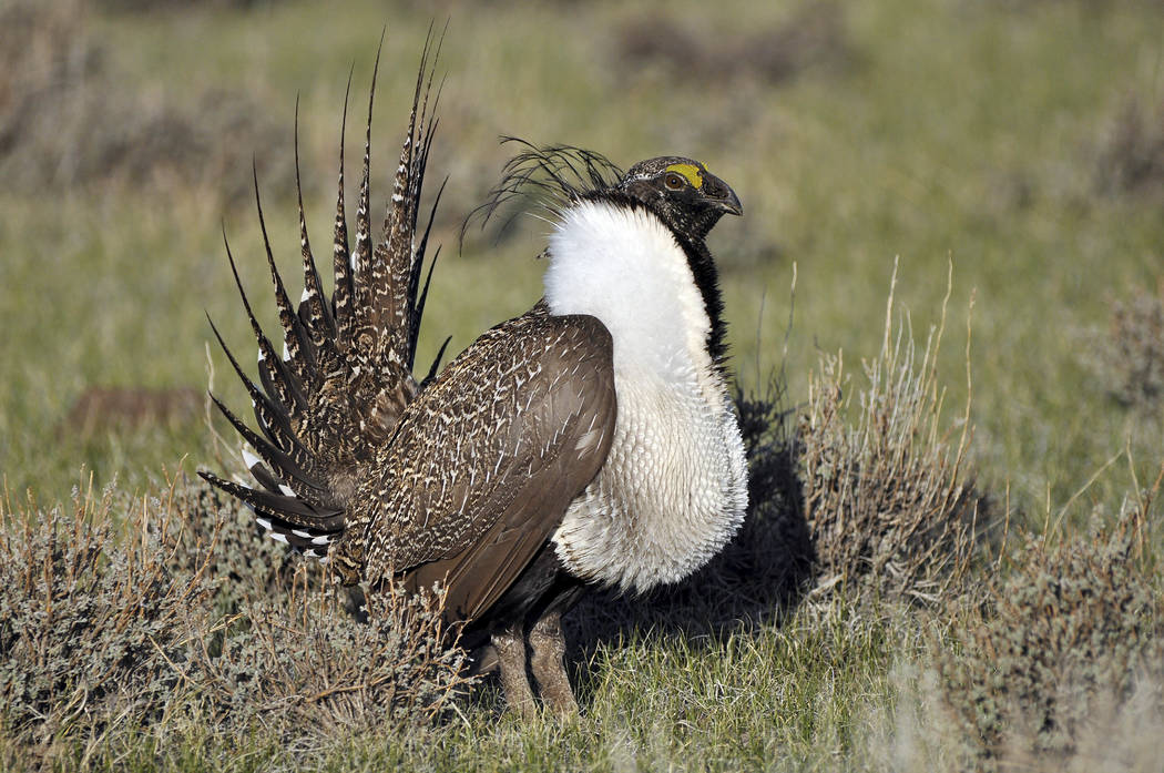 Judge puts Nevada sage grouse back on track for threatened status