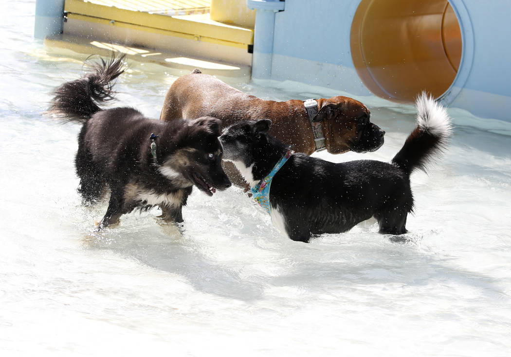 Clark County lets dogs have their day at Desert Breeze pool | Las Vegas