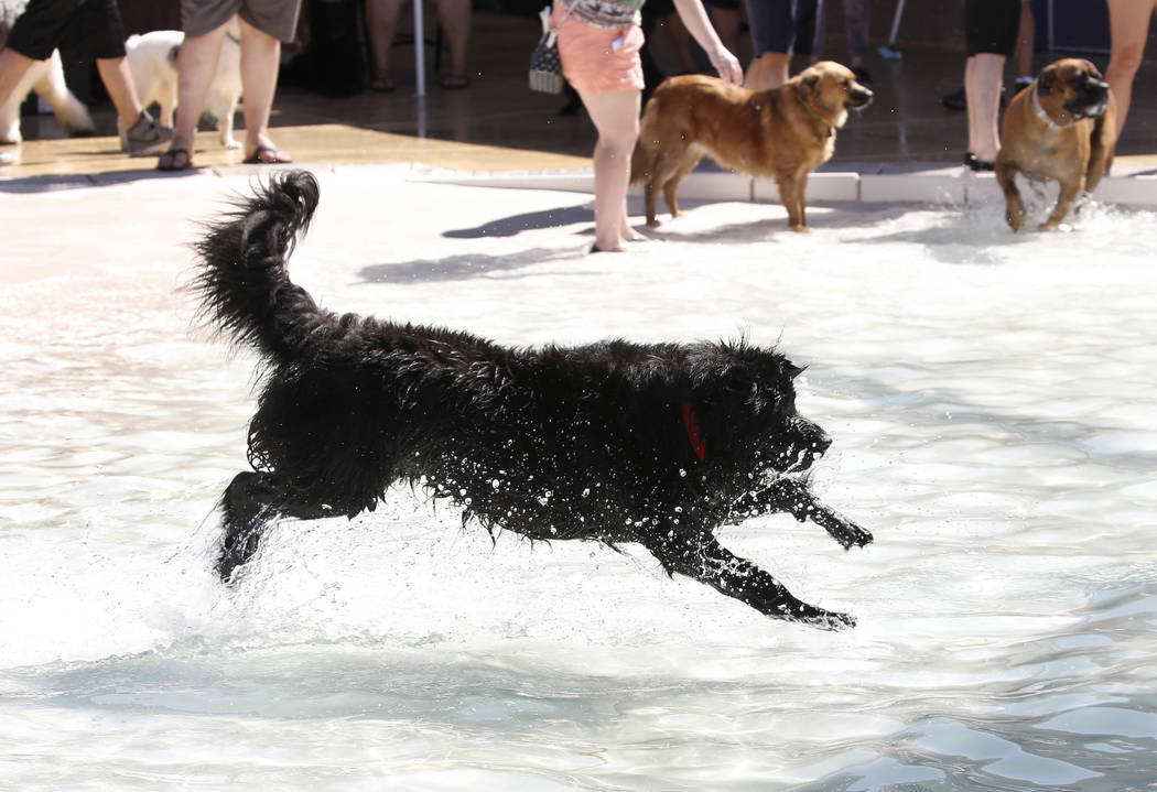 Clark County lets dogs have their day at Desert Breeze pool | Las Vegas