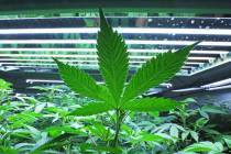 A marijuana leaf (Associated Press)