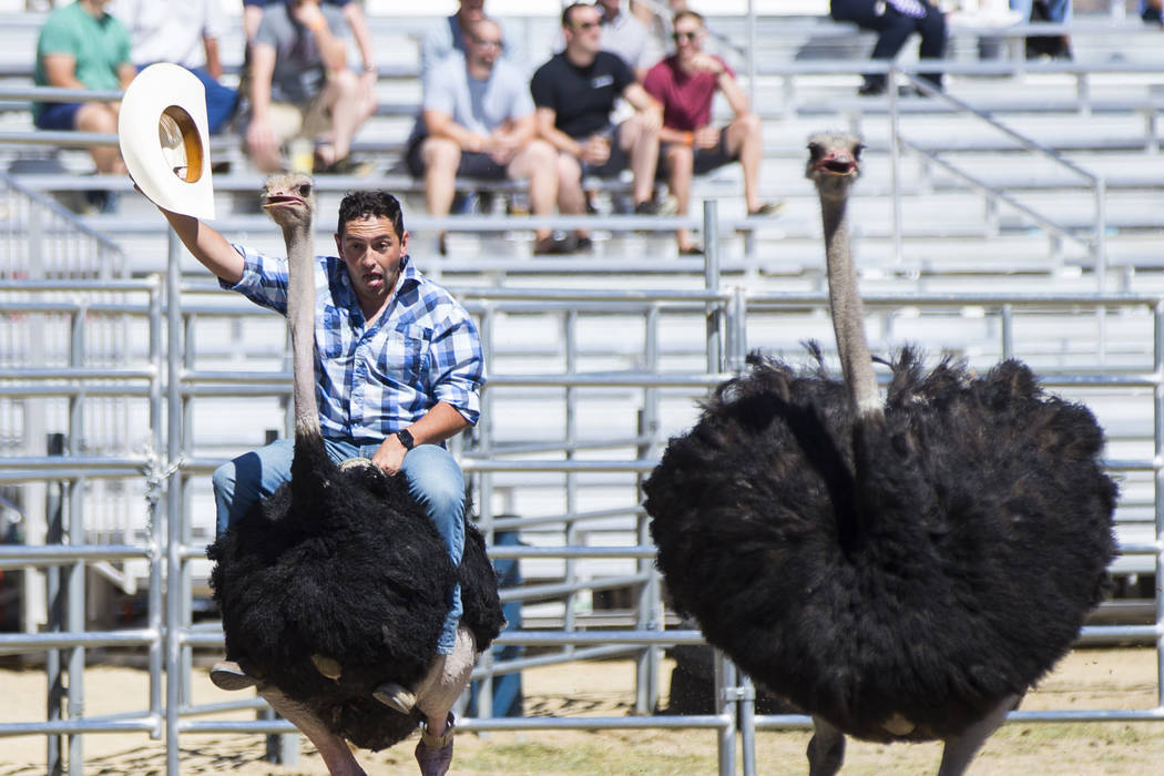 Blake Zacarias of Reno races on an ostrich during the first day of the 59th annual International Camel & Ostrich Races in Virginia City on Friday, Sept. 7, 2018. Chase Stevens Las Vegas Review-Jou ...