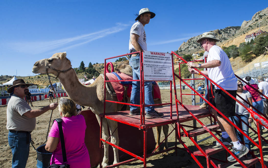 Ed Dillon of Lincoln, Calif., right, prepares to ride a camel during the first day of the 59th annual International Camel & Ostrich Races in Virginia City on Friday, Sept. 7, 2018. Chase Stevens L ...