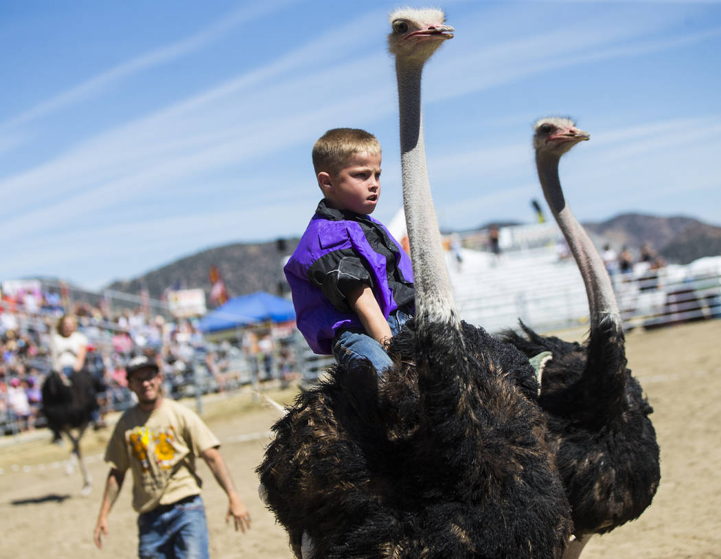 Ten-year-old Lian Hendrick races an ostrich during the first day of the 59th annual International Camel & Ostrich Races in Virginia City on Friday, Sept. 7, 2018. Chase Stevens Las Vegas Review-Jo ...