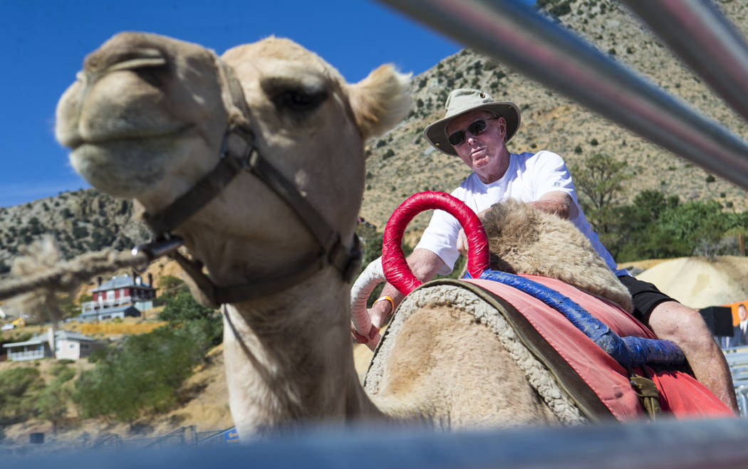 Ed Dillon of Lincoln, Calif., rides a camel during the first day of the 59th annual International Camel & Ostrich Races in Virginia City on Friday, Sept. 7, 2018. Chase Stevens Las Vegas Review-Jo ...