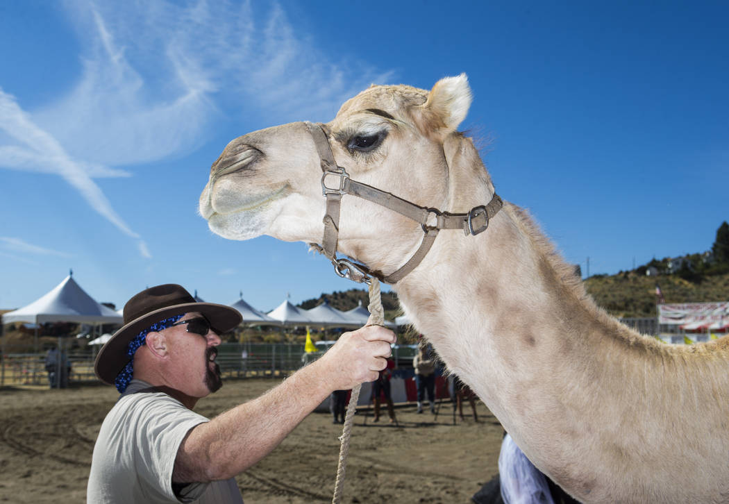 Steve Langelo of the Hendrick Exotic Animal Farm stands with camel Nixon while waiting to give rides during the first day of the 59th annual International Camel & Ostrich Races in Virginia City on ...