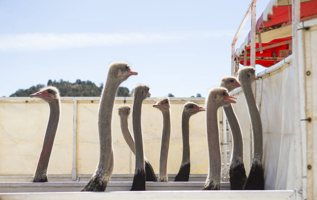 Ostriches wait to race during the first day of the 59th annual International Camel & Ostrich Races in Virginia City on Friday, Sept. 7, 2018. Chase Stevens Las Vegas Review-Journal @csstevensphoto