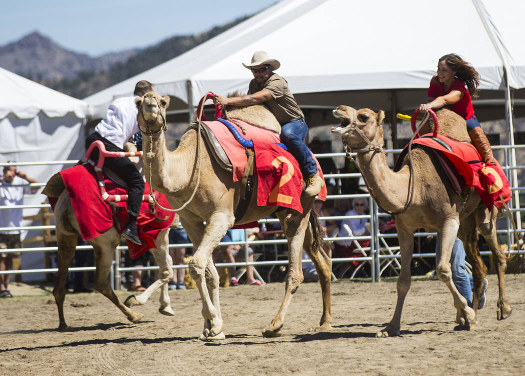 Adam Gaudette, left, races a camel during the first day of the 59th annual International Camel & Ostrich Races in Virginia City on Friday, Sept. 7, 2018. Chase Stevens Las Vegas Review-Journal @cs ...