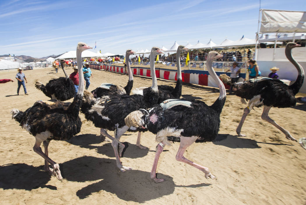 Animal handlers try to corral ostriches during the first day of the 59th annual International Camel & Ostrich Races in Virginia City on Friday, Sept. 7, 2018. Chase Stevens Las Vegas Review-Journa ...