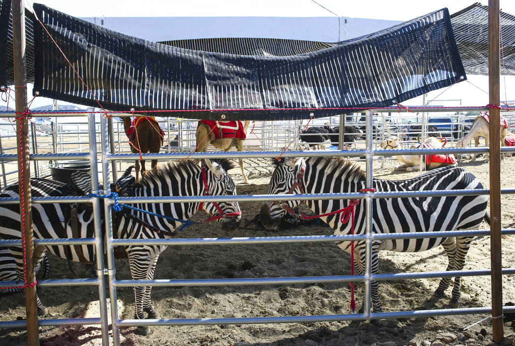 A pair of zebras relax during the first day of the 59th annual International Camel & Ostrich Races in Virginia City on Friday, Sept. 7, 2018. Chase Stevens Las Vegas Review-Journal @csstevensphoto
