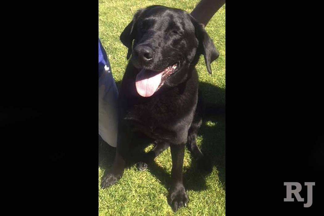 This undated photo provided by Lisa Christon shows the dog allegedly shot by Oregon man Josh Horner. (Lisa Christon via AP)