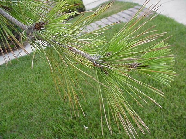 Weed Killer Spray May Have Damaged Pomegranate Tree Las Vegas Review Journal