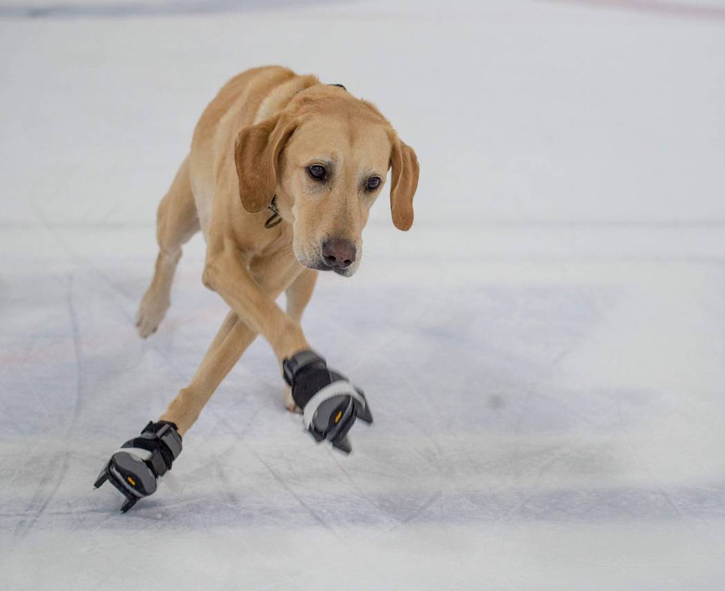 Benny the Skating Dog is shown at Las Vegas Ice Center. His owner, Cheryl DelSangro, hopes he can take the ice with the Vegas Golden Knights. (Cheryl DelSangro)