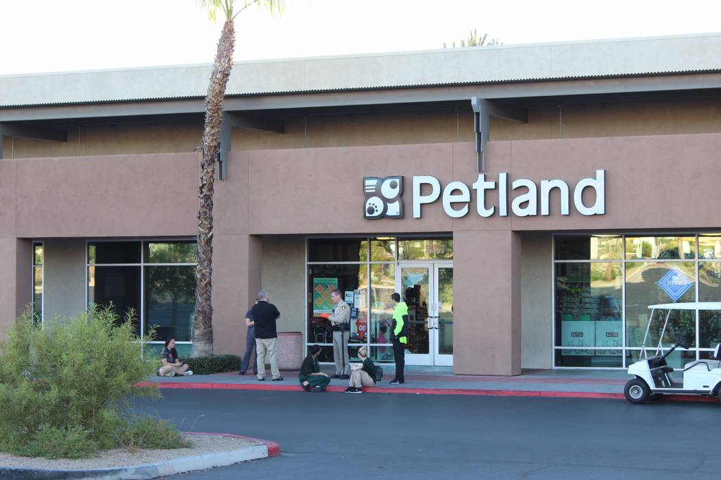 Police investigate Friday, Sept. 28, after a man broke into a Boca Park pet store and stole two puppies. (Max Michor/Las Vegas Review-Journal)