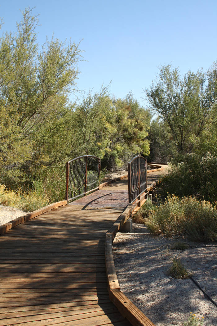Boardwalks can be found throughout Ash Meadows National Wildlife Refuge. (Deborah Wall/Las Vegas Review-Journal)