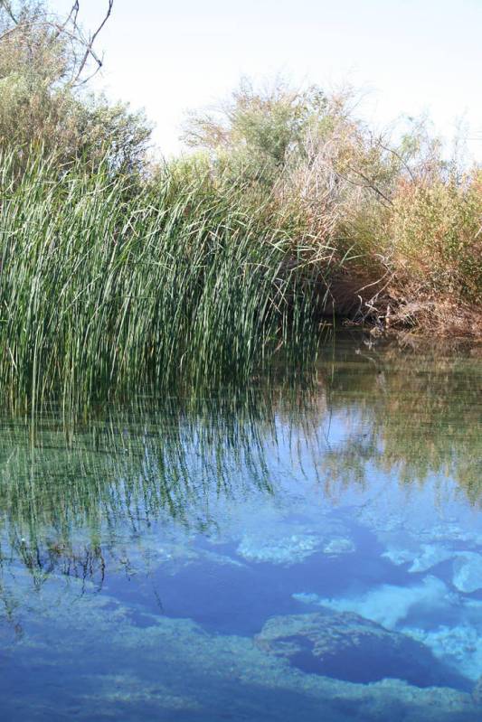 Ash Meadows National Wildlife Refuge encompasses about 24,000 acres, including seven major spri ...