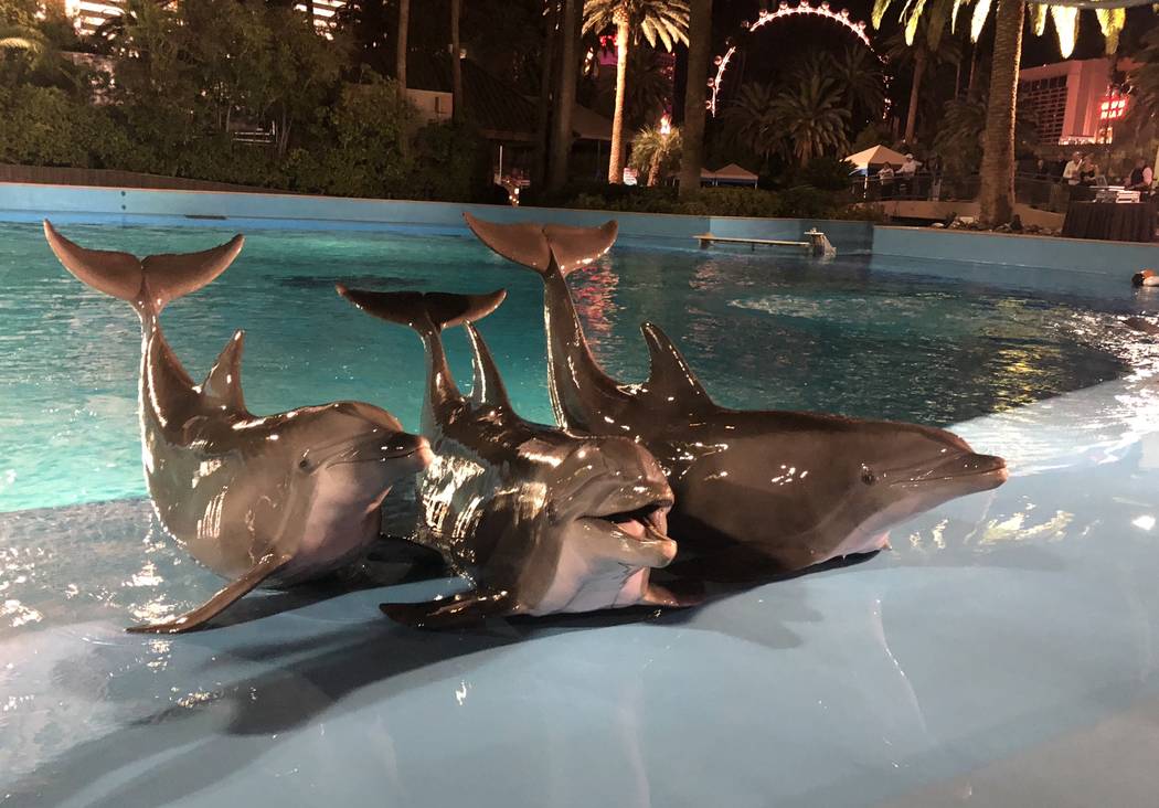 Performing dolphins are shown at Siegfried & Roy's Secret Garden on Wednesday, Oct. 4 2018. (John Katsilometes/Las Vegas Review-Journal)