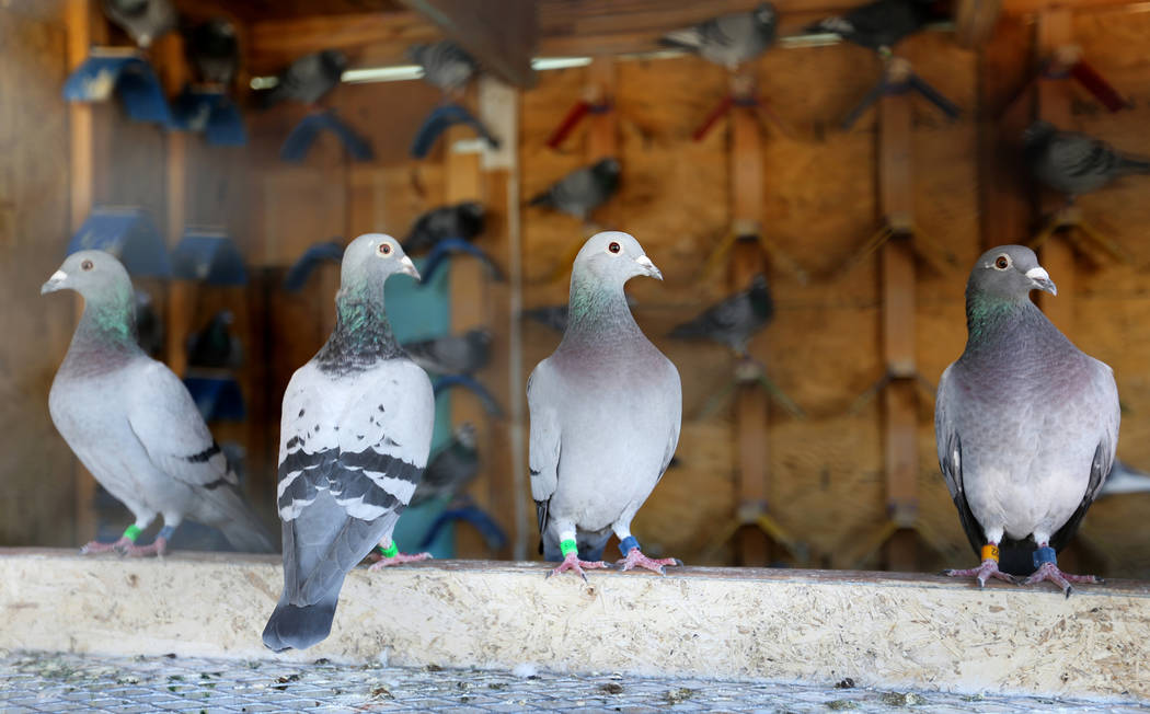 Pigeons belonging to Rasiel Martinez of Las Vegas wait for the arrival of pigeons on the Cher Ami leg of the Racing Pigeon Cross Country Relay from Victorville, Calif. to Las Vegas Thursday, Oct. ...