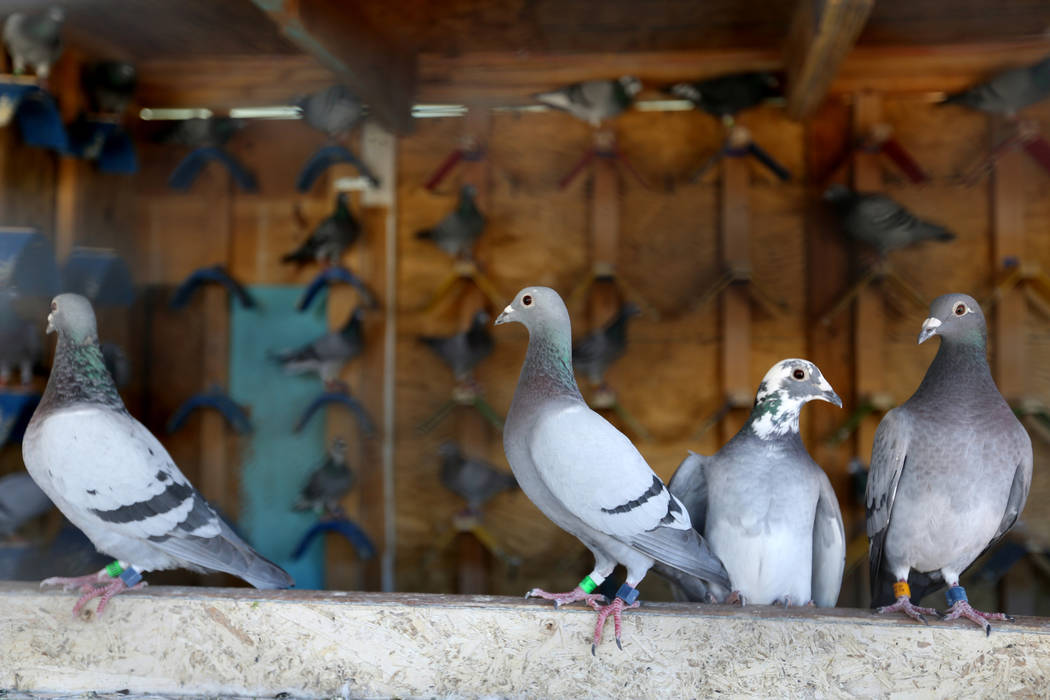 Pigeons belonging to Rasiel Martinez of Las Vegas wait for the arrival of pigeons on the Cher Ami leg of the Racing Pigeon Cross Country Relay from Victorville, Calif. to Las Vegas Thursday, Oct. ...