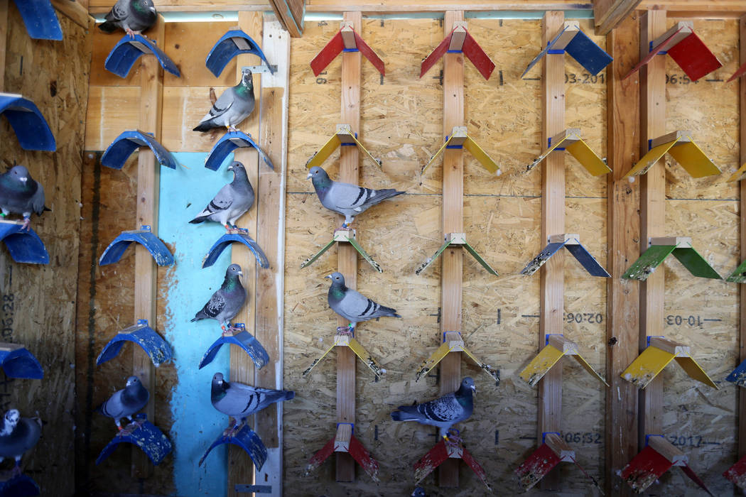 Pigeons belonging to Rasiel Martinez of Las Vegas wait for the arrival of pigeons on the Cher Ami leg of the Racing Pigeon Cross Country Relay from Victorville, Calif. to Las Vegas Thursday, Oct. ...